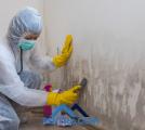 Mold or Mice in Your Rental? Here’s What to Do